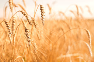 Barley field - Hands-Free Hectare