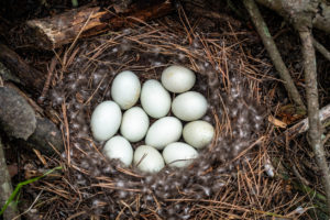 Security convenience (Nest)