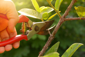 model pruning